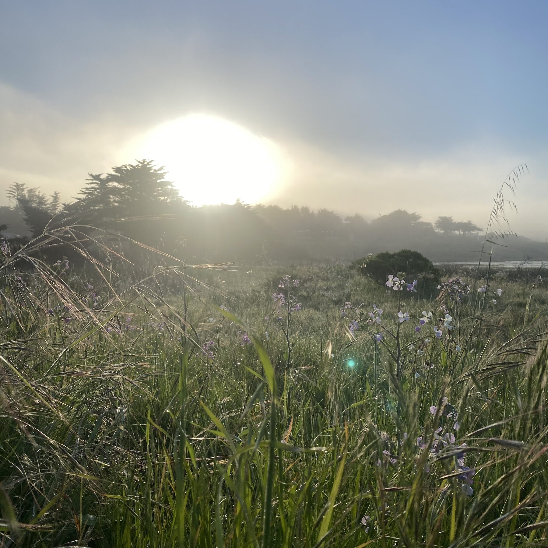 Morning sun burning through coastal fog above cypress trees and a meadow of wild grasses and pale purple flowers