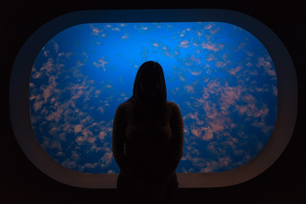 A translucent blue and cream jellyfish drifting against a dark tank at the Monterey Bay Aquarium