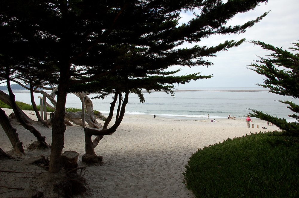 Cypress trees leaning over the white sand of Carmel Beach with the bay beyond